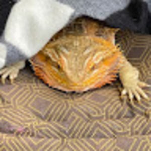 Meet your Posher, Chey